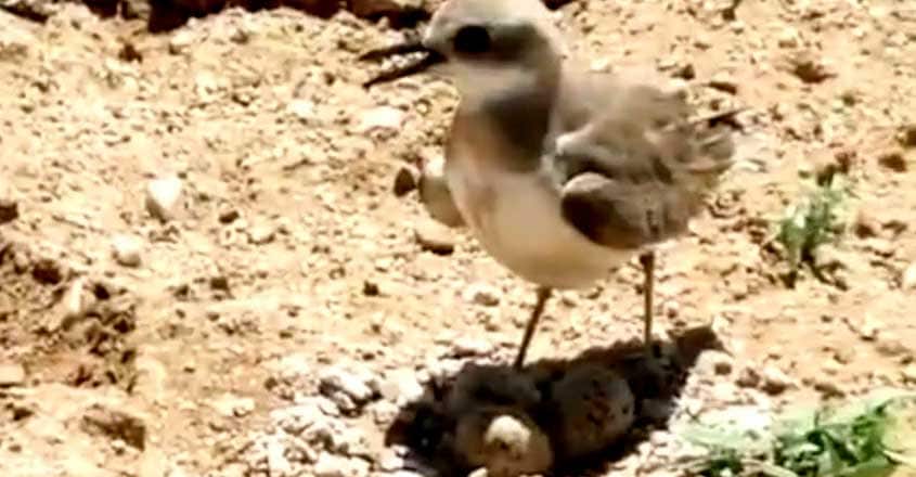Bird Stops Moving Tractor To Protect Eggs Bird Stops Moving Tractor To Protect Eggs