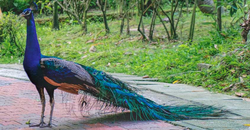 peacock peacock