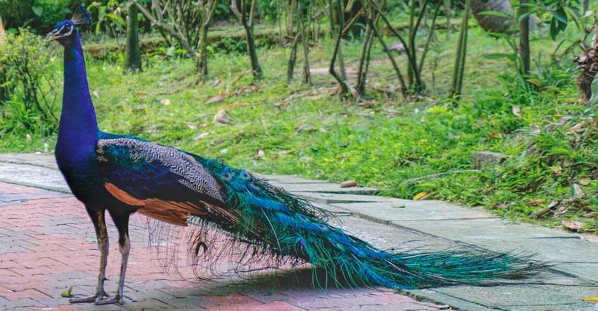 peacock peacock