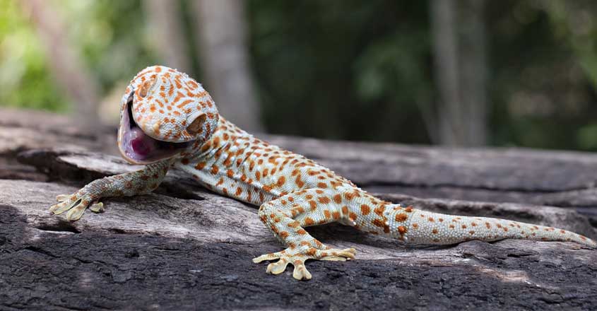 Tokay Gecko Tokay Gecko