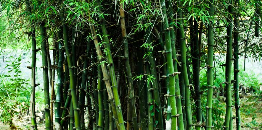 bamboo bamboo