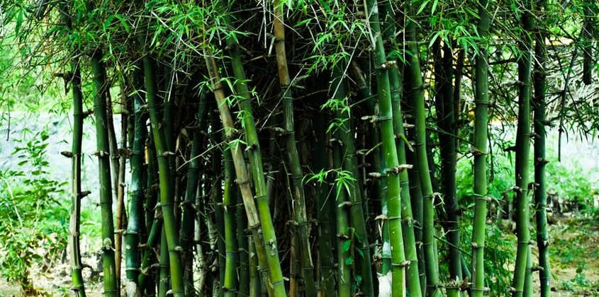 bamboo bamboo