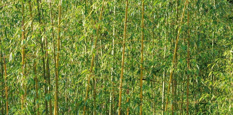 bamboo bamboo