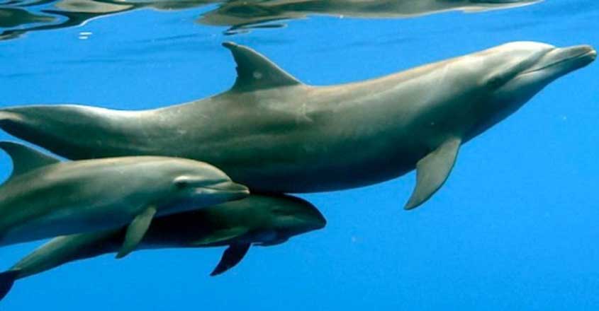 Dolphins Adopt an Orphan From Another Species Dolphins Adopt an Orphan From Another Species