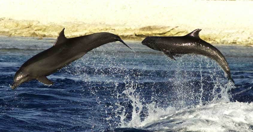 Dolphins Adopt an Orphan From Another Species Dolphins Adopt an Orphan From Another Species