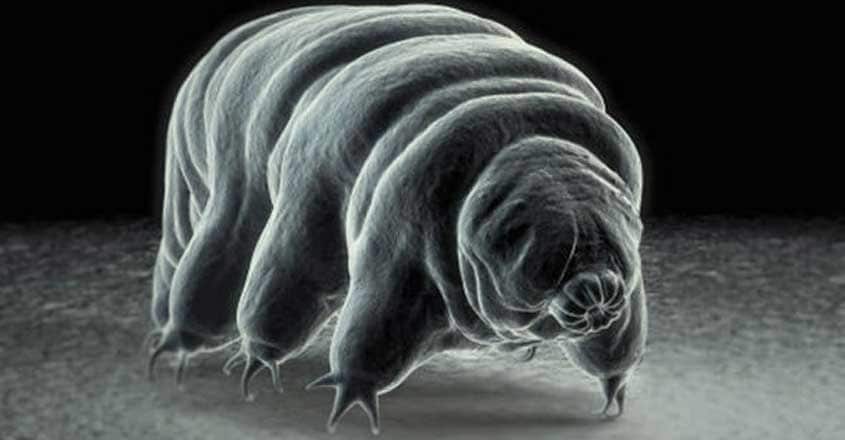 Water Bear Water Bear