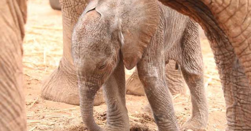 Wild Elephant Brings Her Newborn To Meet The People Who Saved Her Wild Elephant Brings Her Newborn To Meet The People Who Saved Her
