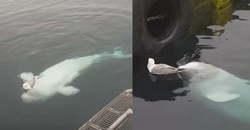 A Beluga Whale Teases A Seagull A Beluga Whale Teases A Seagull