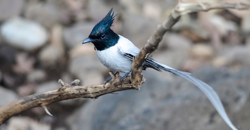 Asian paradise flycatcher Asian paradise flycatcher