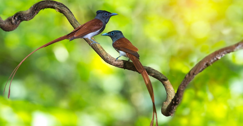 Asian paradise flycatcher Asian paradise flycatcher