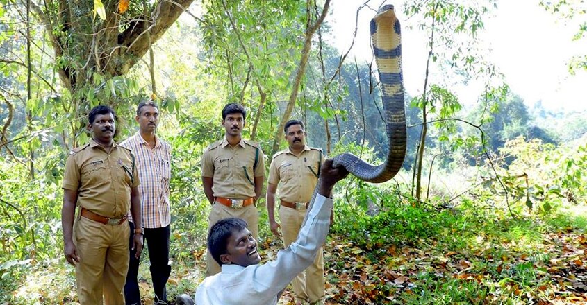 Vava Suresh Caught 175 th Kingcobra at Konni Vava Suresh Caught 175 th Kingcobra at Konni