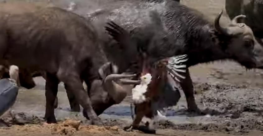 An aggressive eagle steals fish from two birds An aggressive eagle steals fish from two birds