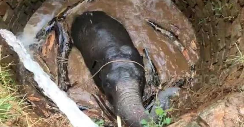 https://img-mm.manoramaonline.com/content/dam/mm/mo/environment/green-heroes/images/2020/1/31/how-archimedes-principle-helped-in-rescue-of-elephant-in-jharkhand.jpg