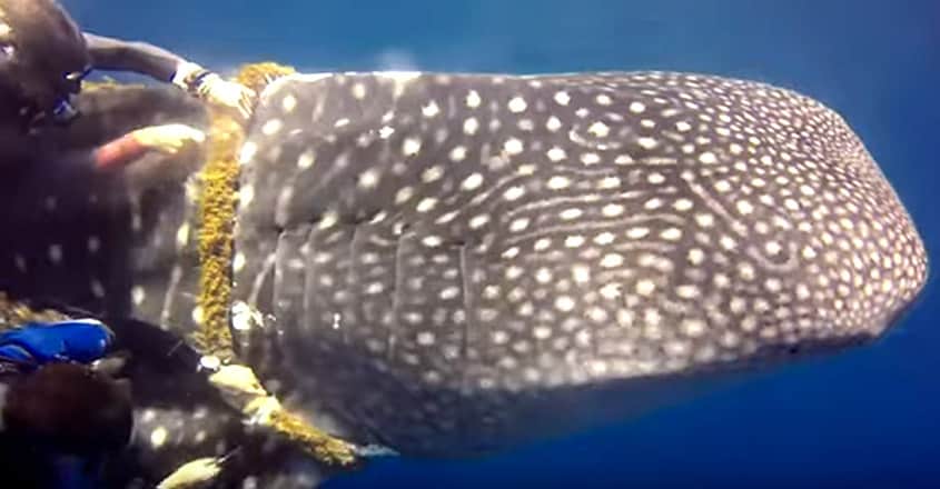 Brave divers perform incredible rescue of whale shark caught in a piece of rope Brave divers perform incredible rescue of whale shark caught in a piece of rope