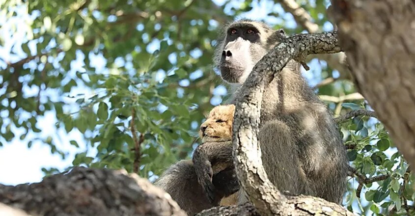 Baboon Adopts and Grooms Lion Cub Baboon Adopts and Grooms Lion Cub