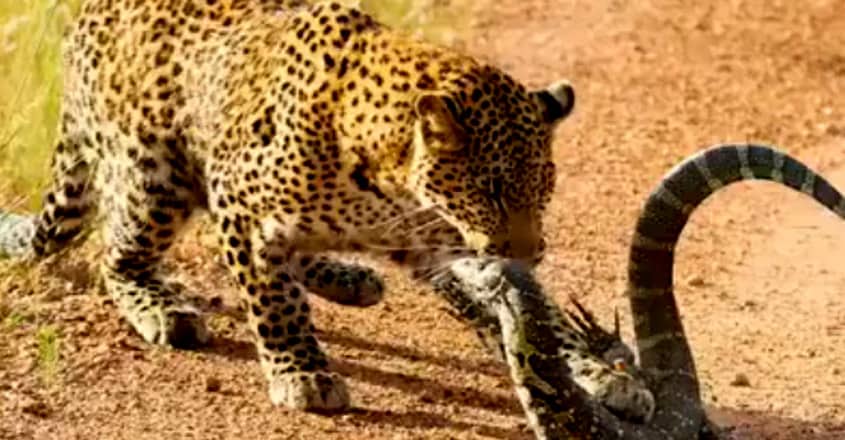 Leopard Vs Monitor Lizard Fight Leopard Vs Monitor Lizard Fight