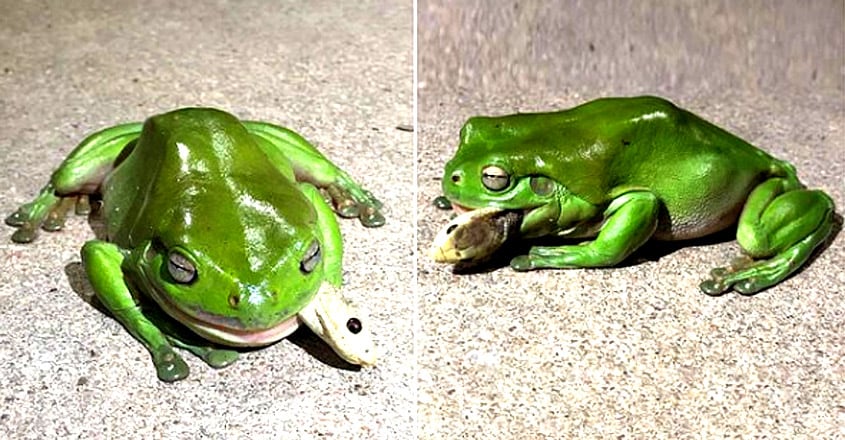green tree frog devouring deadly coastal taipan green tree frog devouring deadly coastal taipan