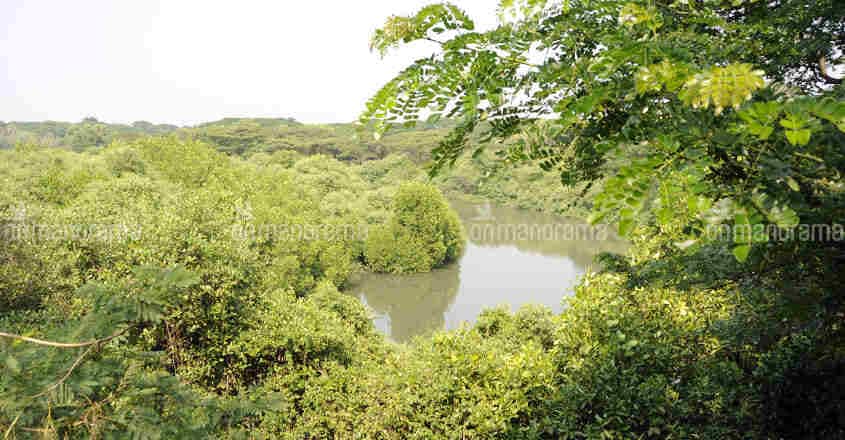 Forest-Kerala Forest-Kerala