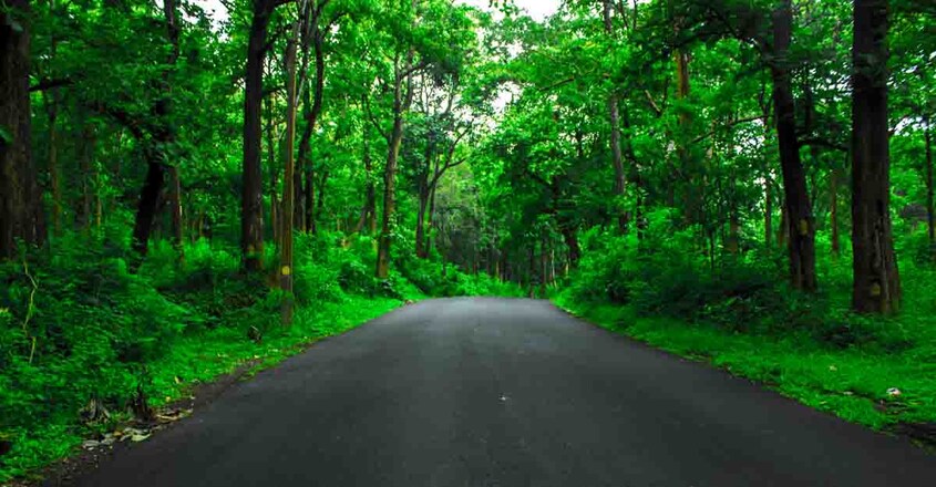 forest-gavi forest-gavi