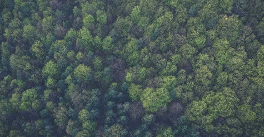 forest forest