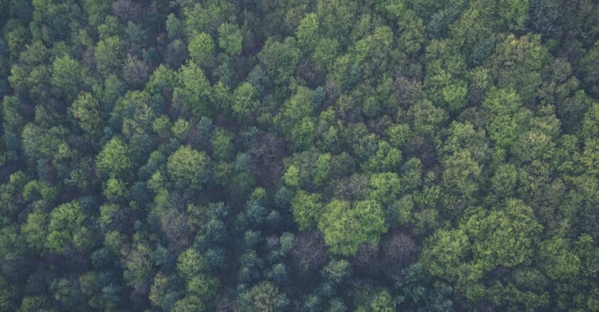 forest forest