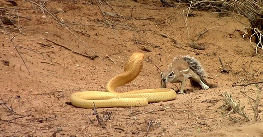 Squirrel Battles Cobra to Protect Her Babies Squirrel Battles Cobra to Protect Her Babies
