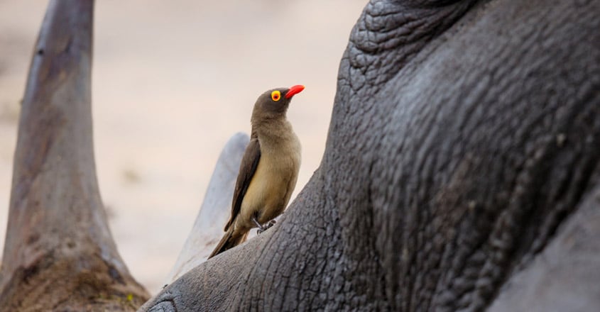 Oxpecker Acts As Oxpecker Acts As