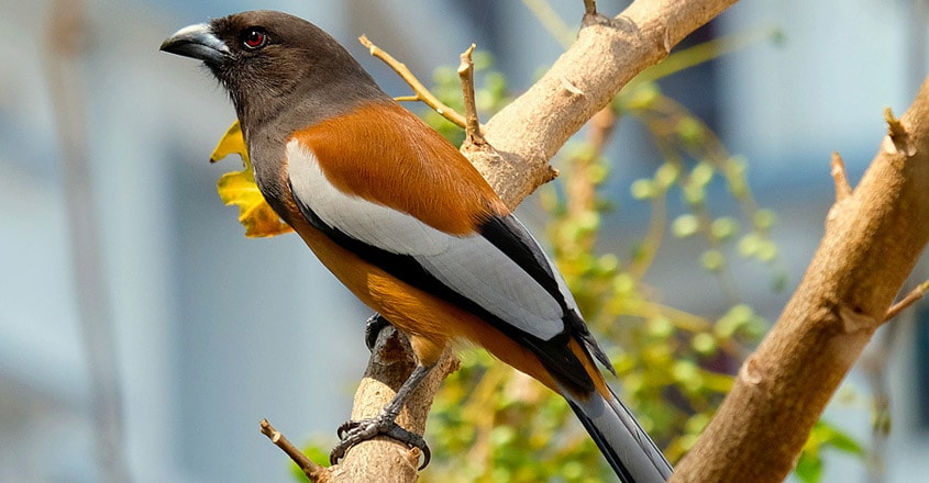 Bird Bird