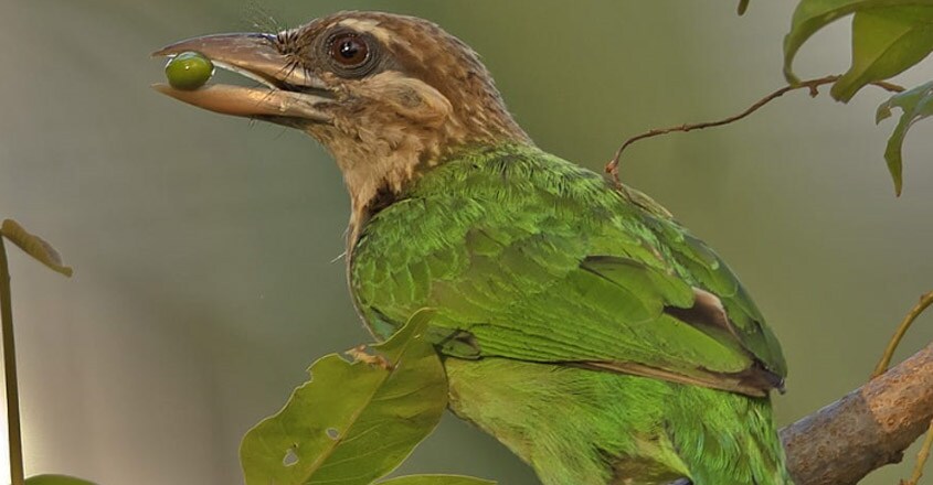 Bird Bird