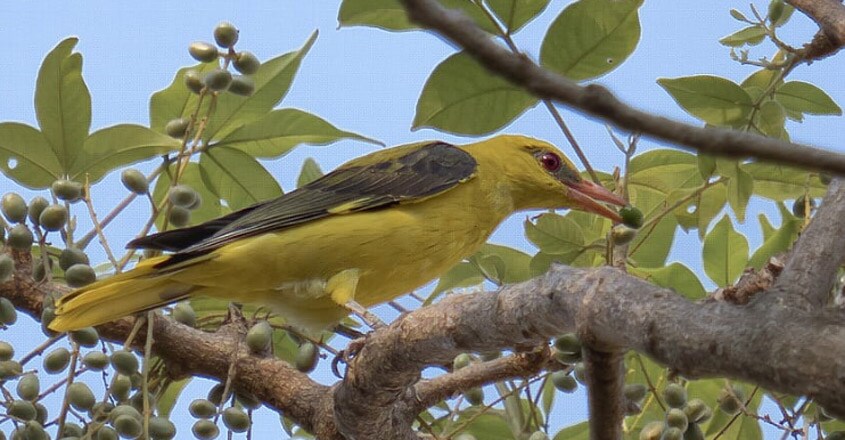 Bird Bird