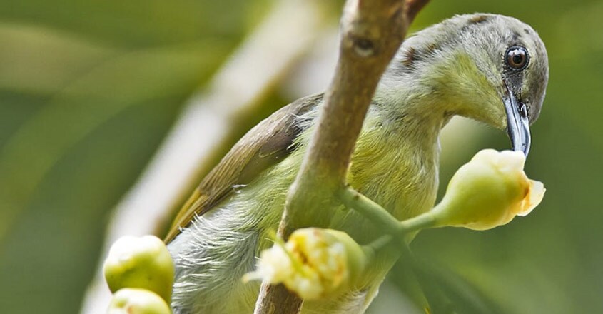 Bird Bird
