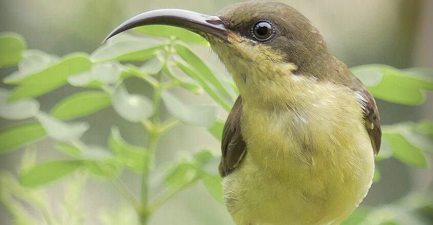 Bird Bird