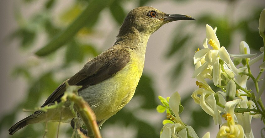 Bird Bird