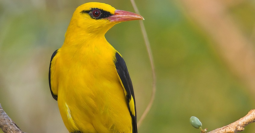 Bird Bird