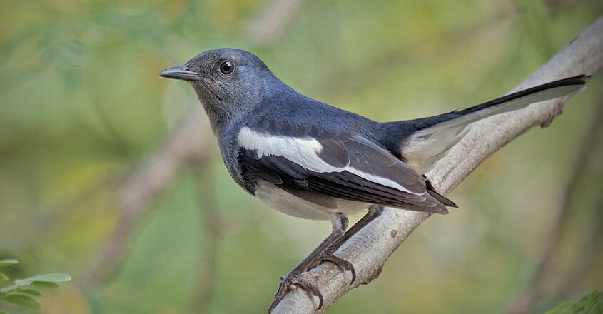 Bird Bird