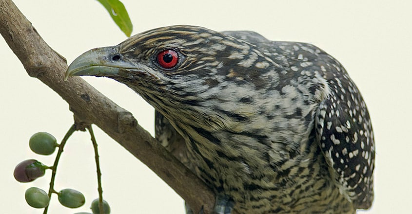 Bird Bird