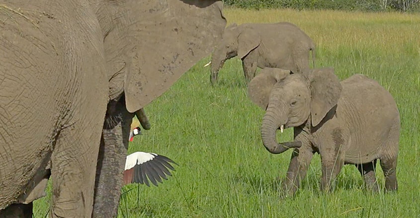 Brave Bird Chases Elephants from Nest Brave Bird Chases Elephants from Nest