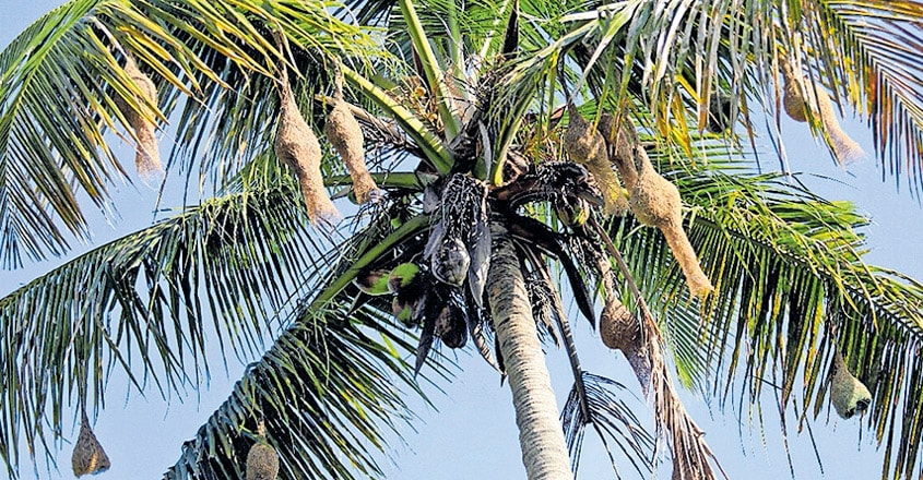 Baya weaver The king of nest building birds Baya weaver The king of nest building birds