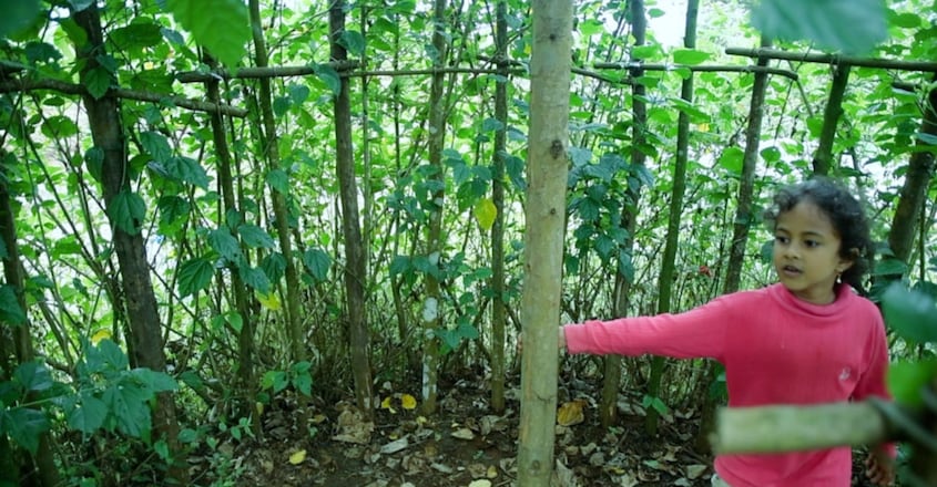 Eldho Pachilakkadan, this one-time architect has turned barren land into a fruit forest Eldho Pachilakkadan, this one-time architect has turned barren land into a fruit forest