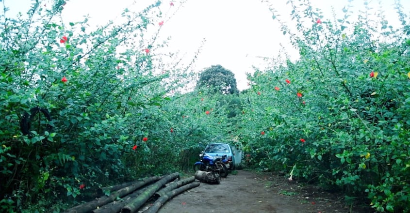 Eldho Pachilakkadan, this one-time architect has turned barren land into a fruit forest Eldho Pachilakkadan, this one-time architect has turned barren land into a fruit forest