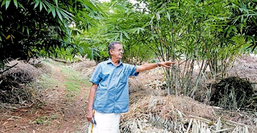 Bamboo Cultivation Bamboo Cultivation