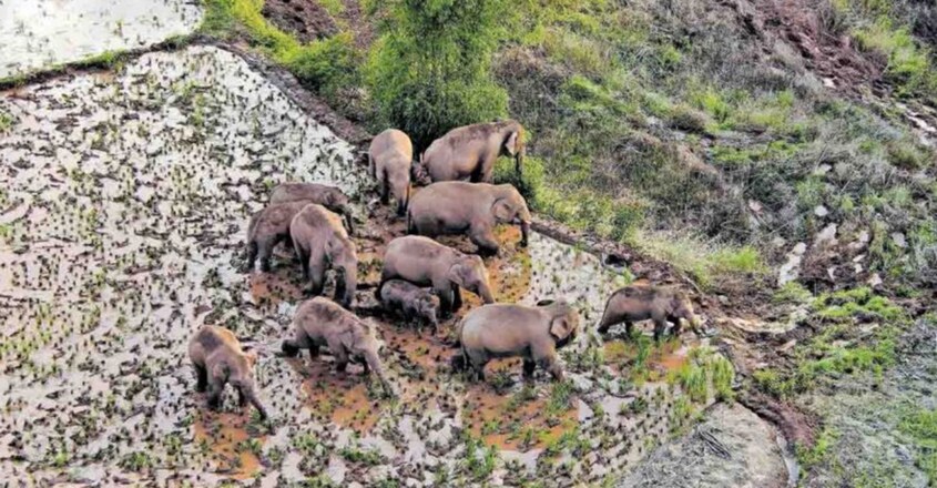 Un grupo de elefantes salvajes vagando por China fascinados 2 millones