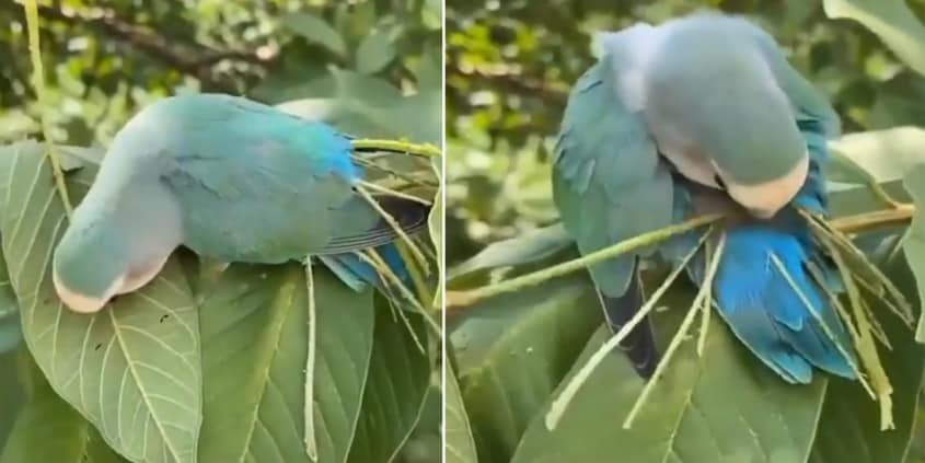Love bird rips the mid vein of leaves, tucks it in the feather & flies to build its nest