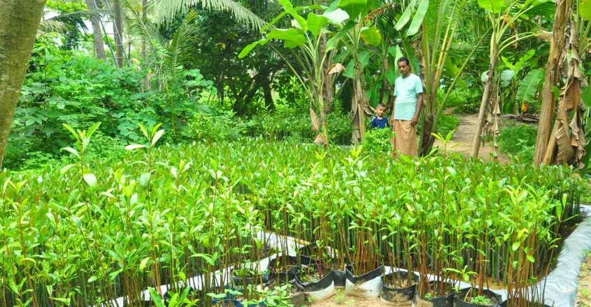 divakaran-mangrove divakaran-mangrove