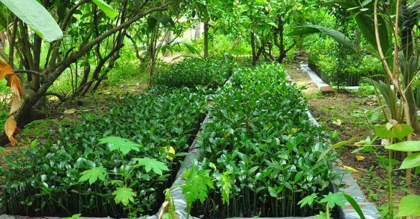 mangrove mangrove