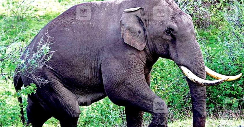Meet Padayappa, Munnar's Jumbo Resident Who Has Proven That Humans & Animals Can Exist In Peace