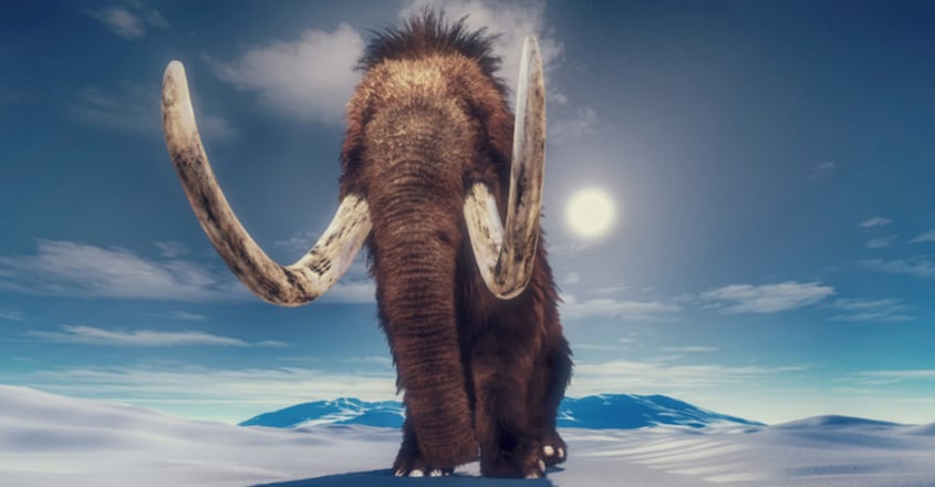 An Ancient Woolly Mammoth Trekked So Far, It Could Have Circled The Globe Twice