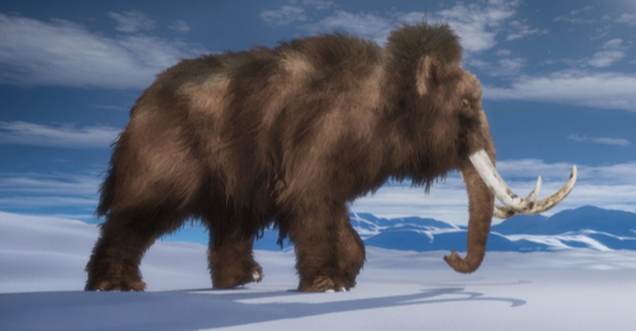 Wondering what the purpose is- CIA Wants To Bring Back Woolly Mammoth From Extinction: Report