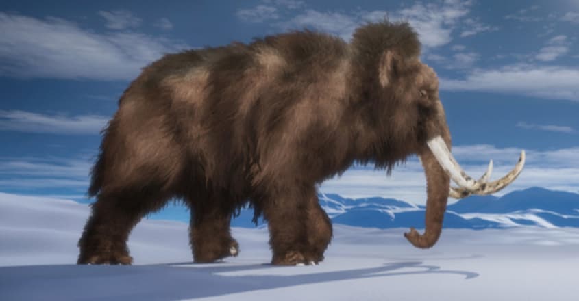 An Ancient Woolly Mammoth Trekked So Far, It Could Have Circled The Globe Twice An Ancient Woolly Mammoth Trekked So Far, It Could Have Circled The Globe Twice