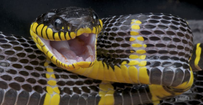 A Man Once Spent 72 Hours Trapped With Deadly Snakes To Prove They're Friendly